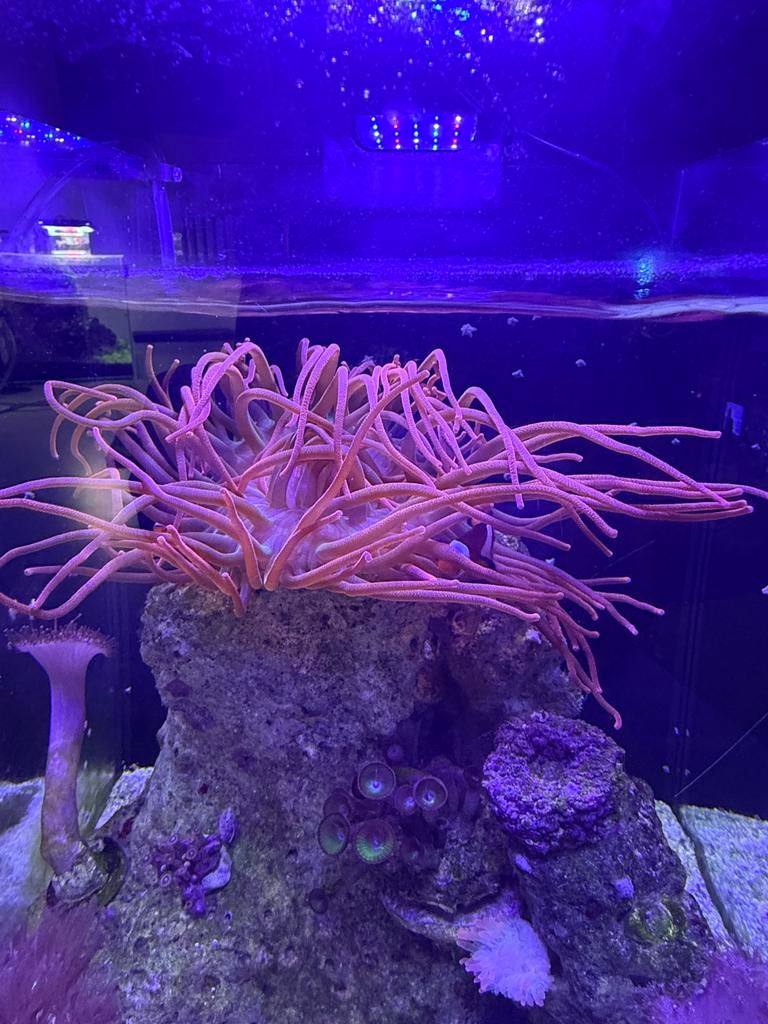 Actinia (anémone de mer) à vendre