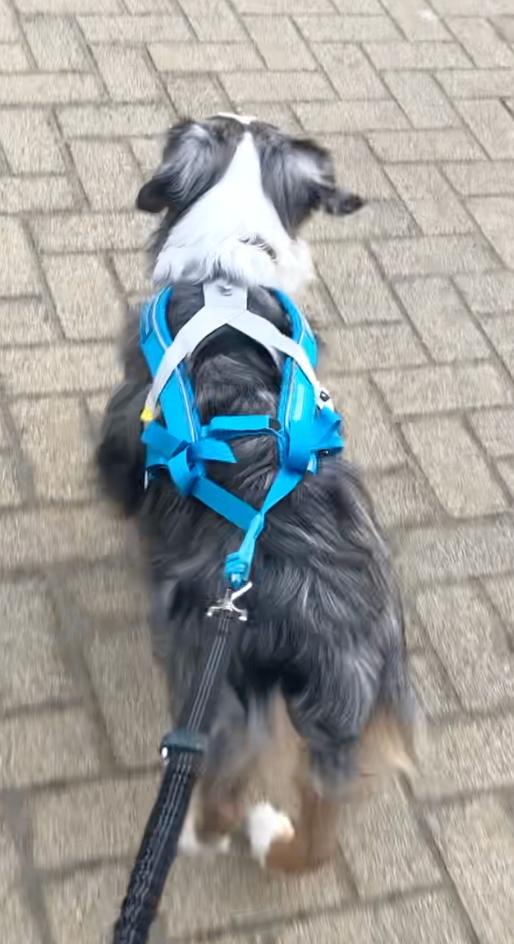 canicross harnas, Dieren en Toebehoren, Hondenriemen, Ophalen, Zo goed als nieuw, Hondenriem-accessoire
