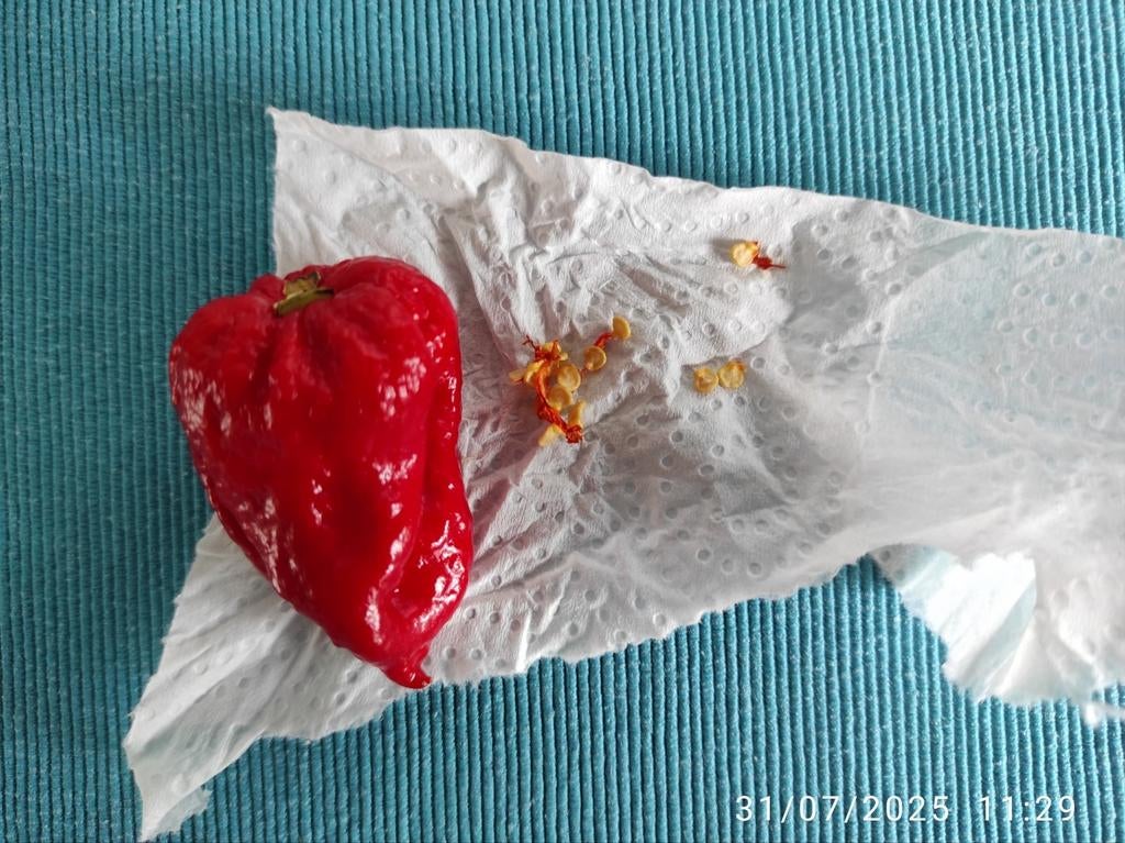 Graines (10) de piment Carolina Reaper, Ophalen of Verzenden
