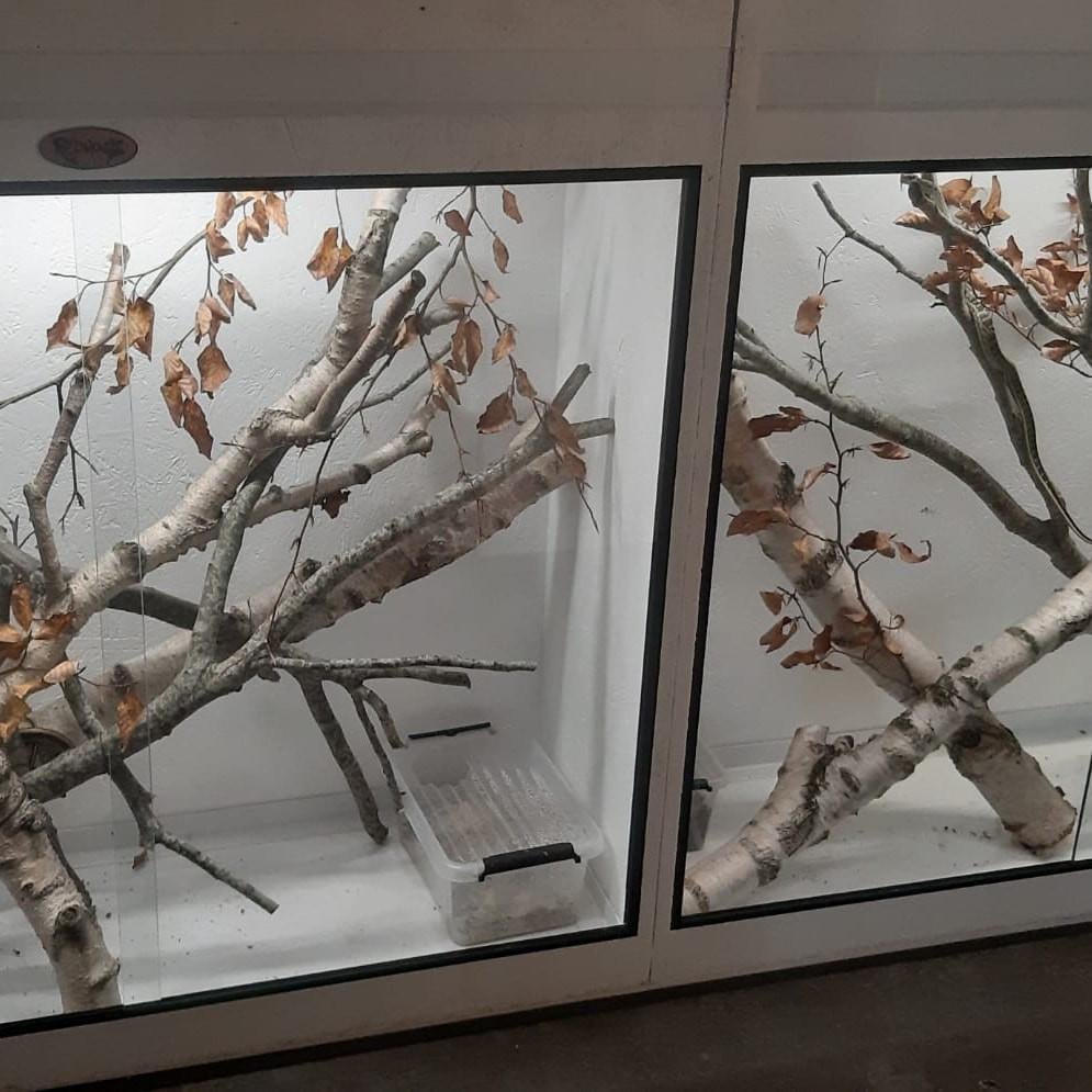 Osb3 terrarium RepHouSZ. Ook maatwerk, Enlèvement