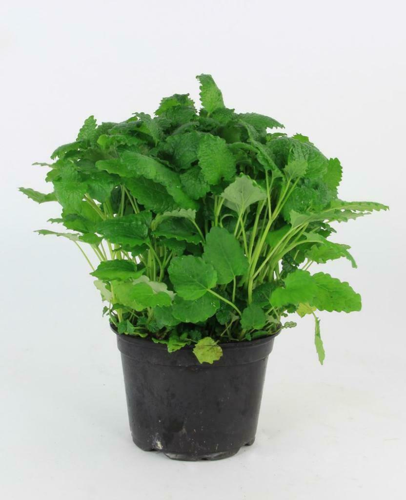 Bio citroenmelisse kruiden plant in pot., Jardin & Terrasse, Plantes | Jardin, Enlèvement, Plante fixe, Herbes, Plein soleil