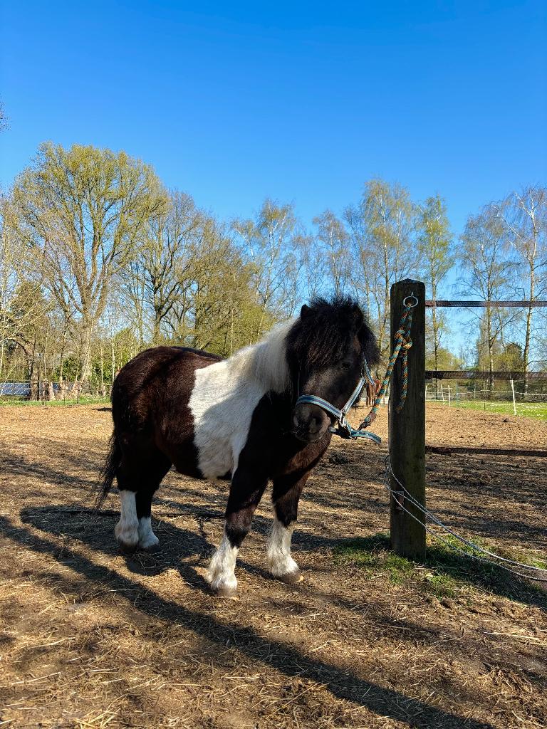 Halve stal kinderpony (Sintjob/schilde), Dieren en Toebehoren, Paarden, Minder dan 160 cm, Ruin, Niet van toepassing, 7 tot 10 jaar
