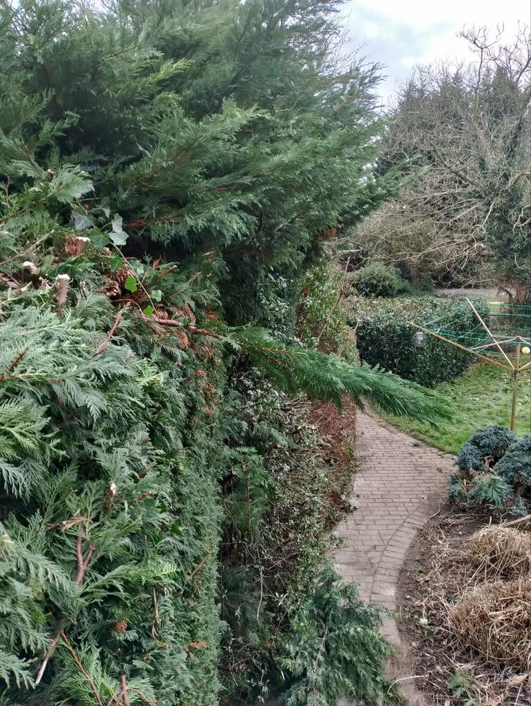 Tuinonderhoud snoeien snoeiwerk, hagen, struiken bomen