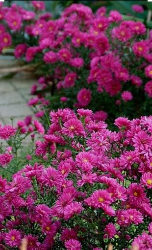 Aster Domosus 'Jenny', Tuin en Terras, Planten | Tuinplanten, Vaste plant, Ophalen