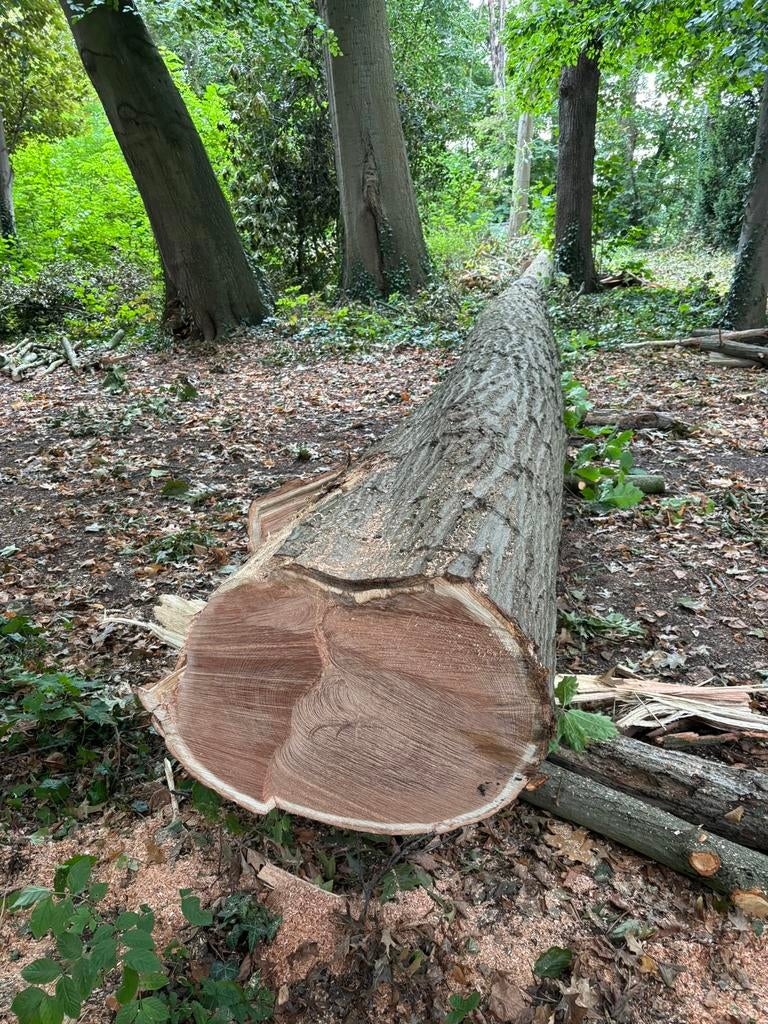 Amerikaanse eiken stam 10 m lang Diameter +-60cm, Doe-het-zelf en Bouw, Hout en Planken, Ophalen, Eiken