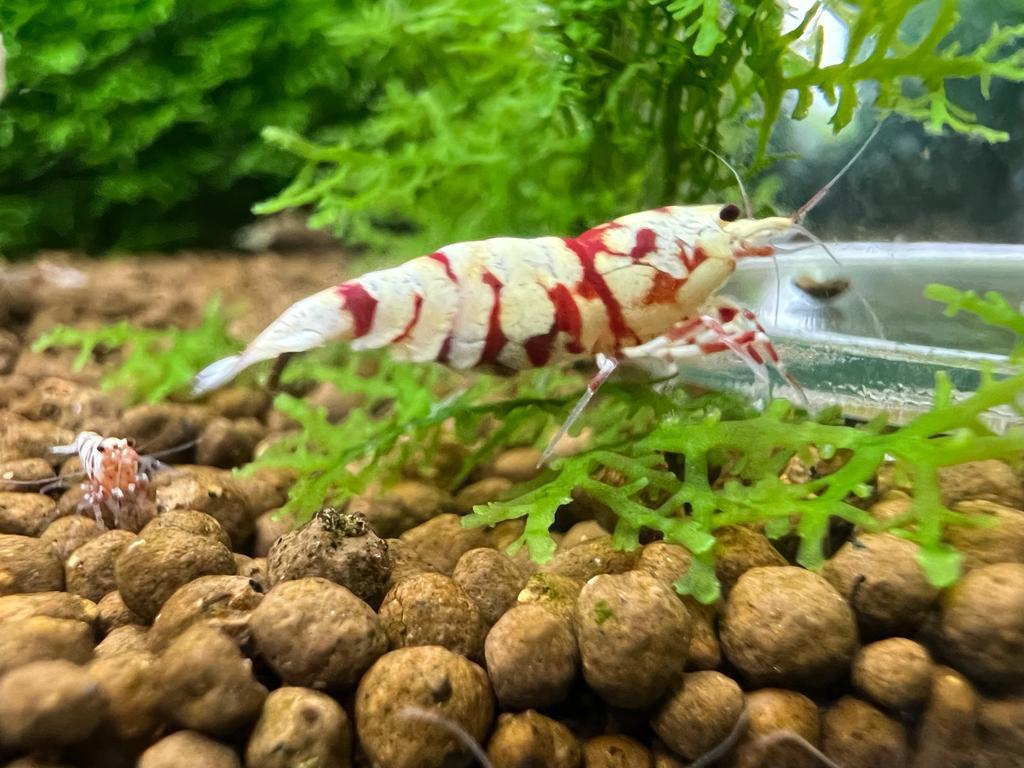 Cardina garnalen Fancy Tiger red, Dieren en Toebehoren, Kreeft, Krab of Garnaal