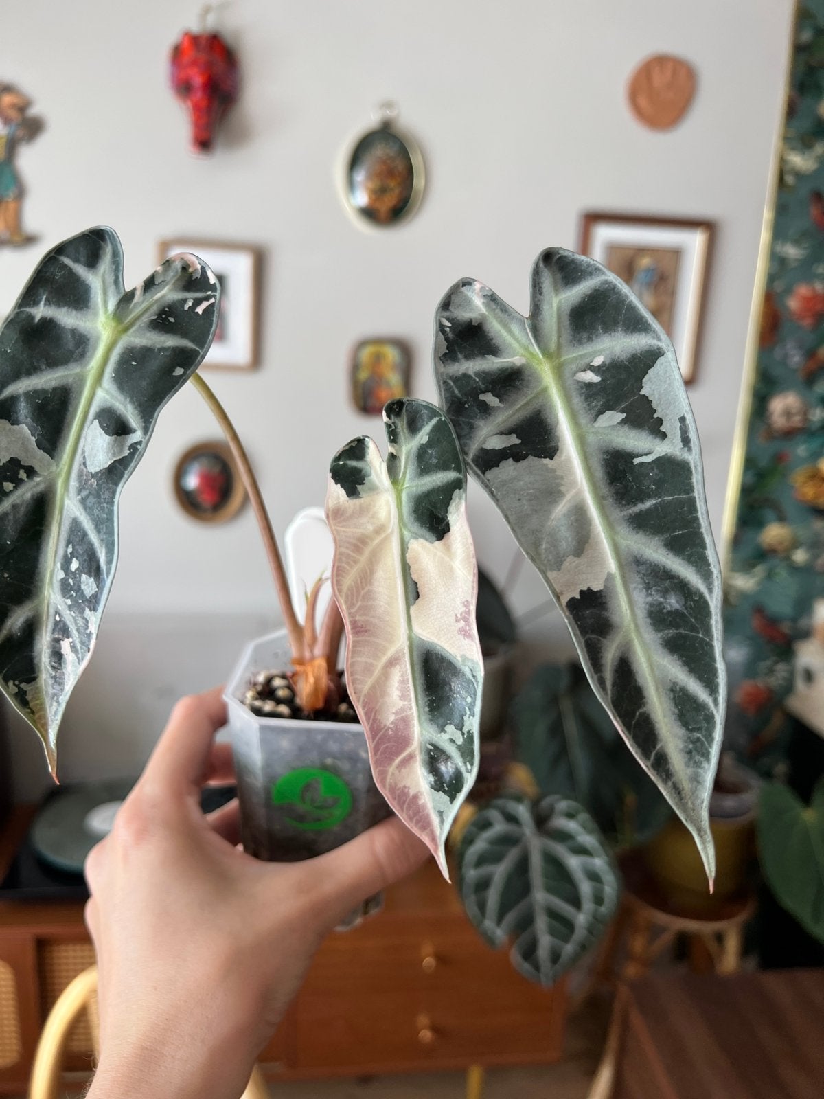 Alocasia bambino pink variegata, Enlèvement ou Envoi