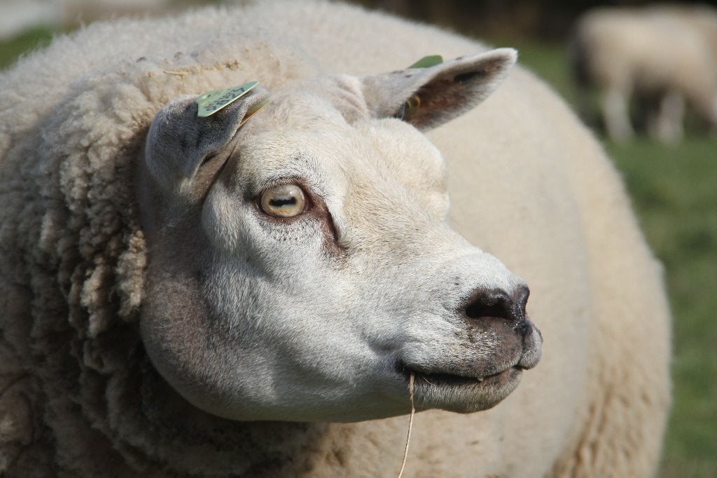 texel schapen, Animaux & Accessoires, Plusieurs animaux, Mouton