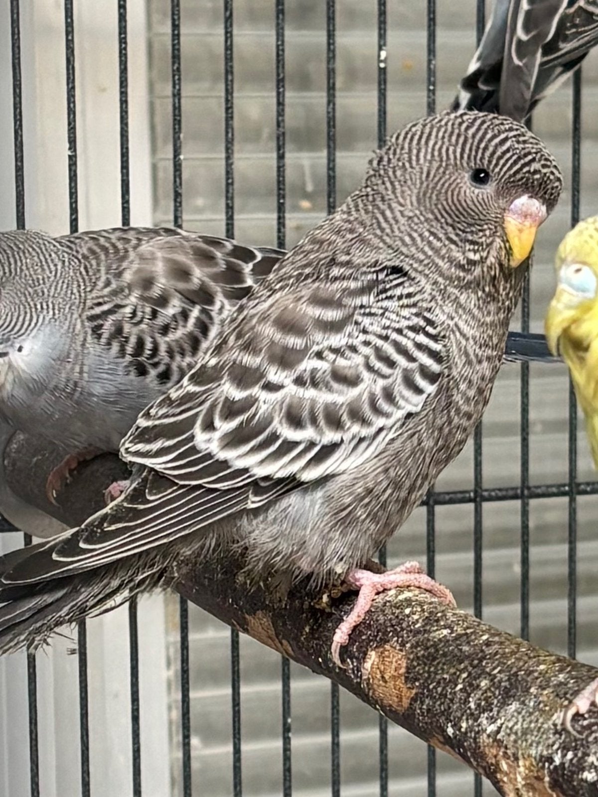 Perruche Male blackface grise, Mannelijk, Parkiet