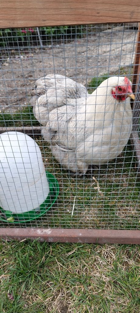 Kip, Femelle, Poule ou poulet