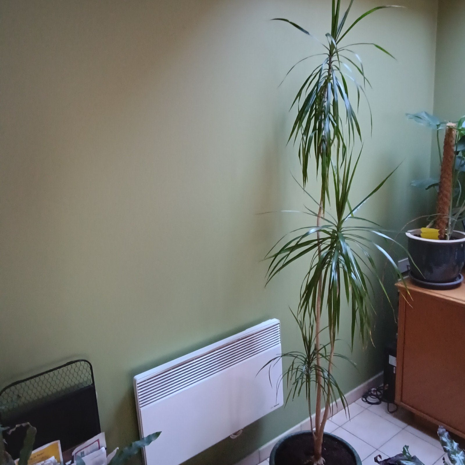 Dracaena (Drakenbloedboom), Mortsel, Ophalen