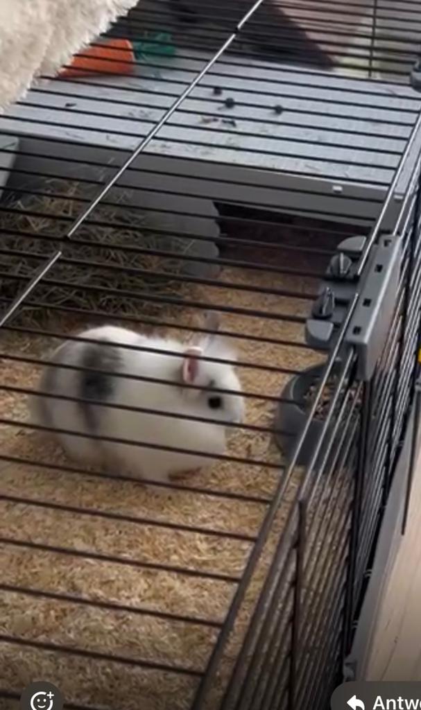 Konijnen met kooi, Ophalen, Kooi, 60 tot 90 cm, Zo goed als nieuw