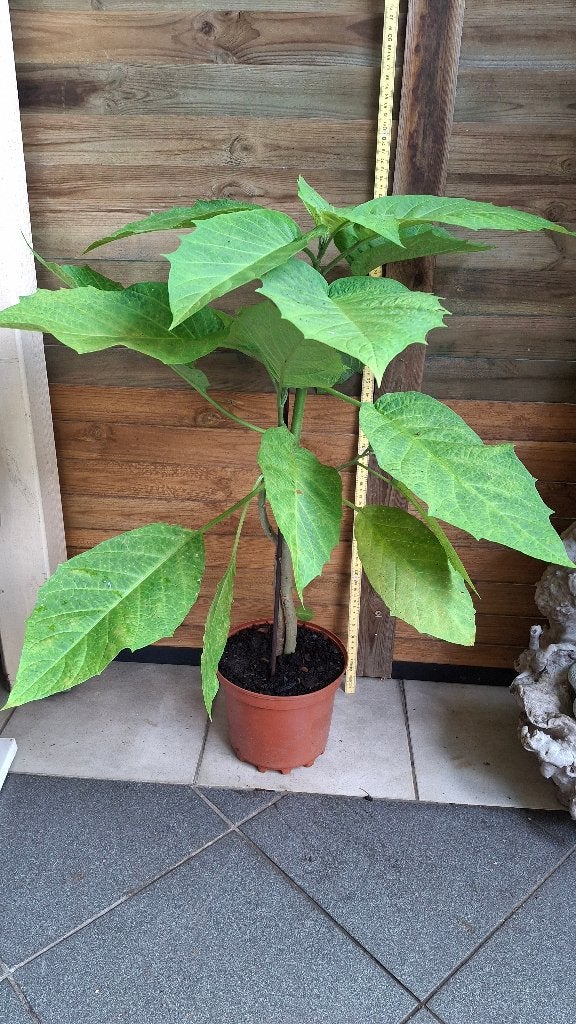 Engelenplant (bloem geel)., Tuin en Terras, Ophalen, Nieuw, Balkon