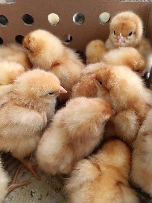 dag kuikens voor vlees of leg uitkomst 27 oktober 13 rassen, Dieren en Toebehoren, Meerdere dieren, Kip