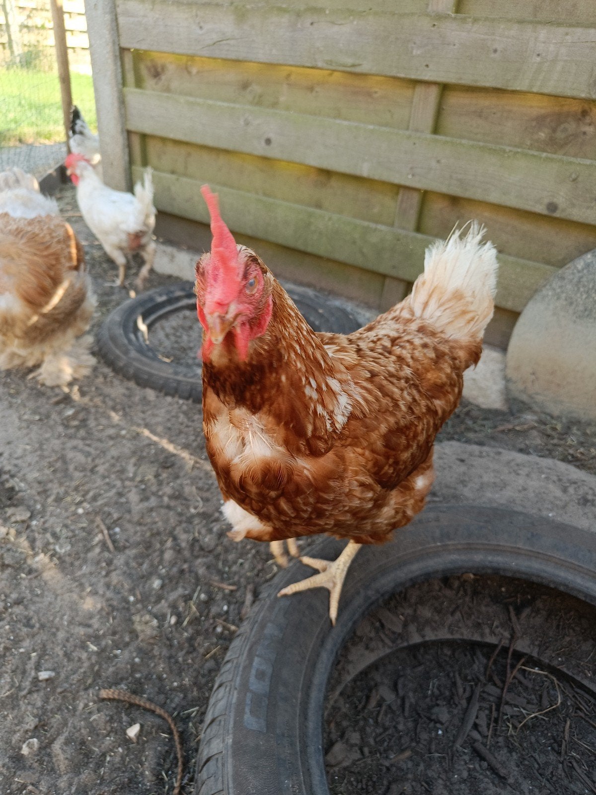2 legkippen, Dieren en Toebehoren, Pluimvee