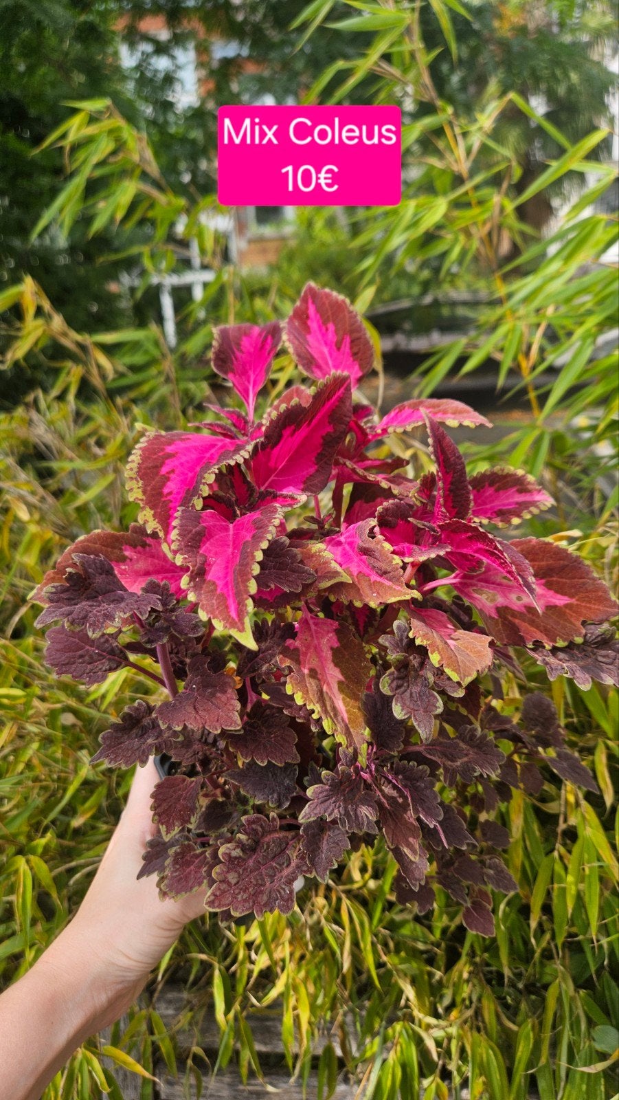Mix coleus, Enlèvement ou Envoi