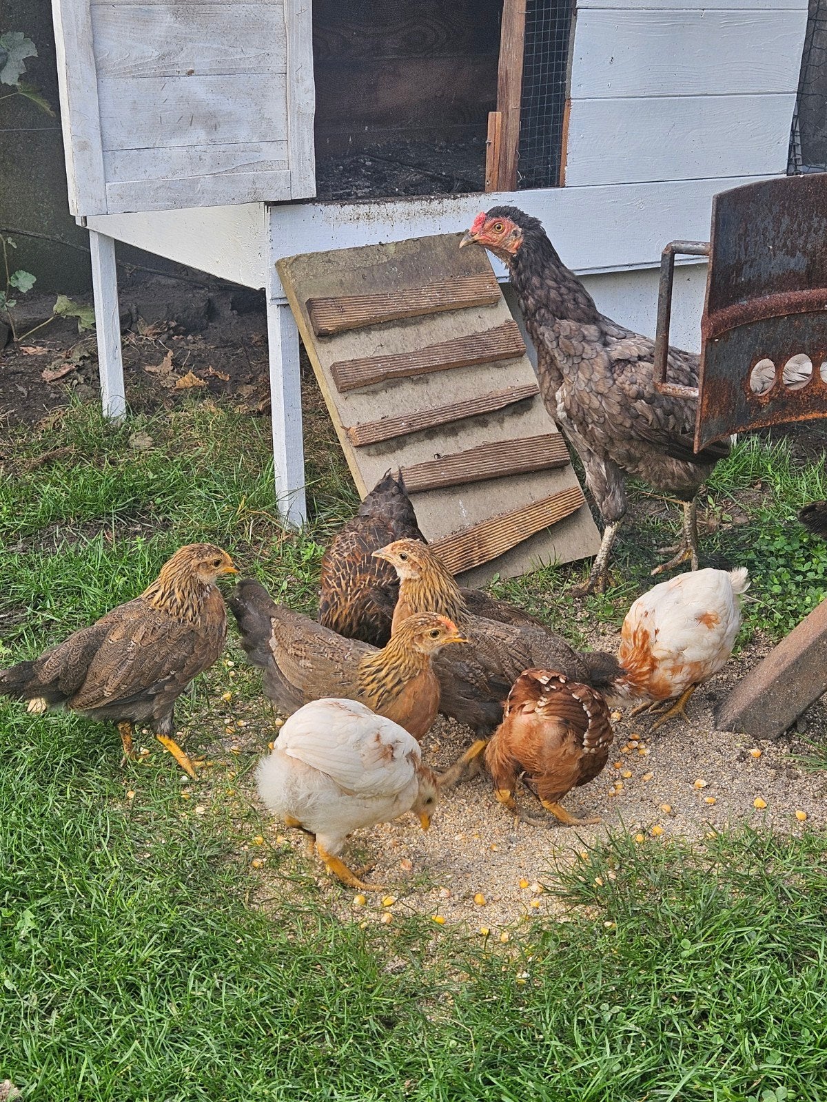 kip met 9 kuikens, Dieren en Toebehoren, Kip