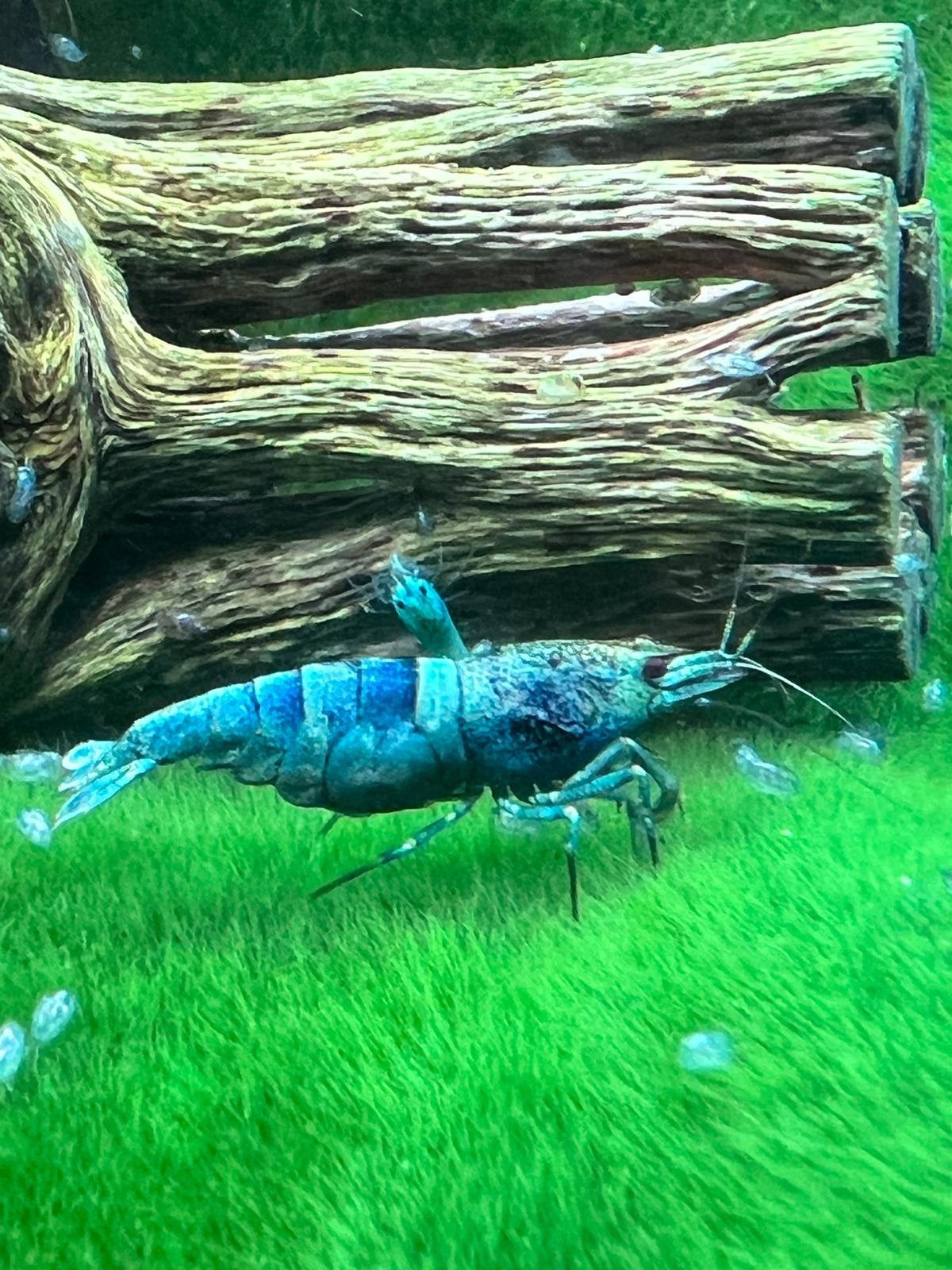 Crevettes bleues Blue Bolt de haute qualité. Caridina
