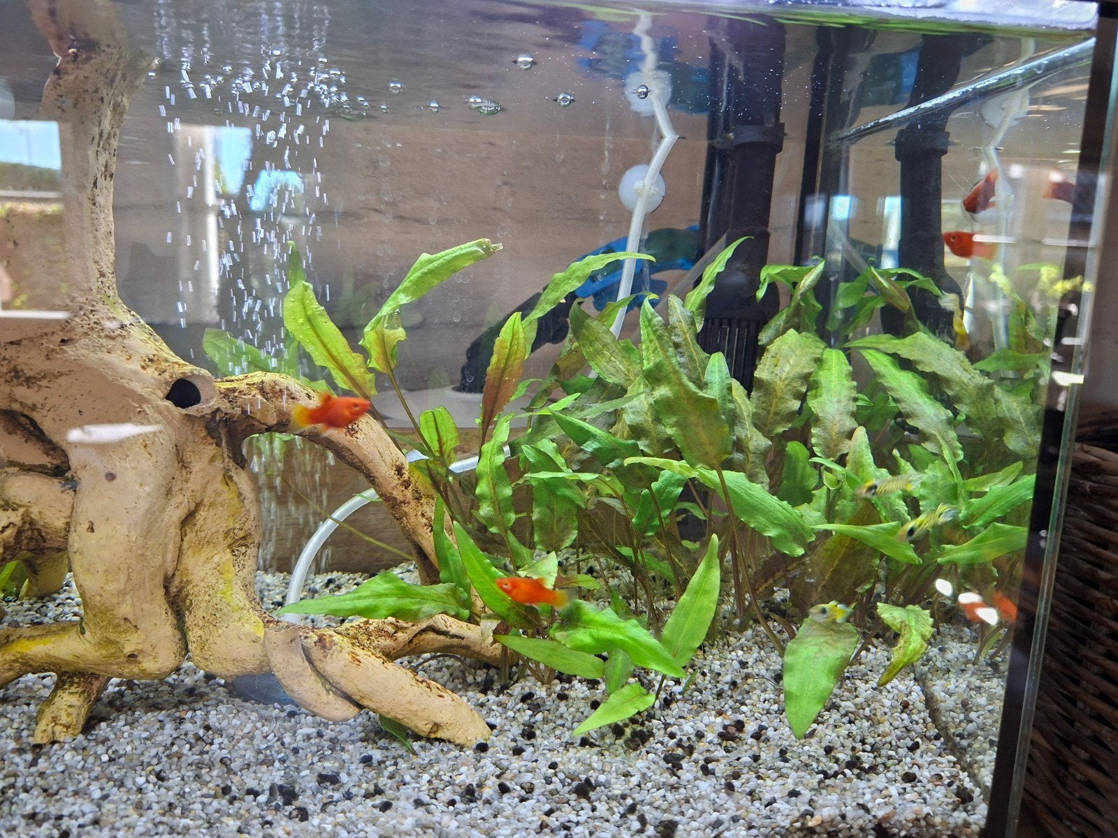 aquarium Vissen, Ophalen