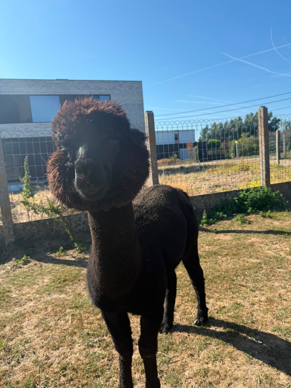Alpaca’s, Dieren en Toebehoren, Hengst, Niet van toepassing, Gechipt, 0 tot 2 jaar