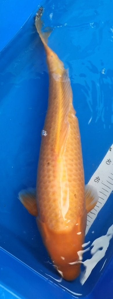Koï japonaise mango karashi., Animaux & Accessoires, Poissons | Poissons d'étang, Carpe ou Koï