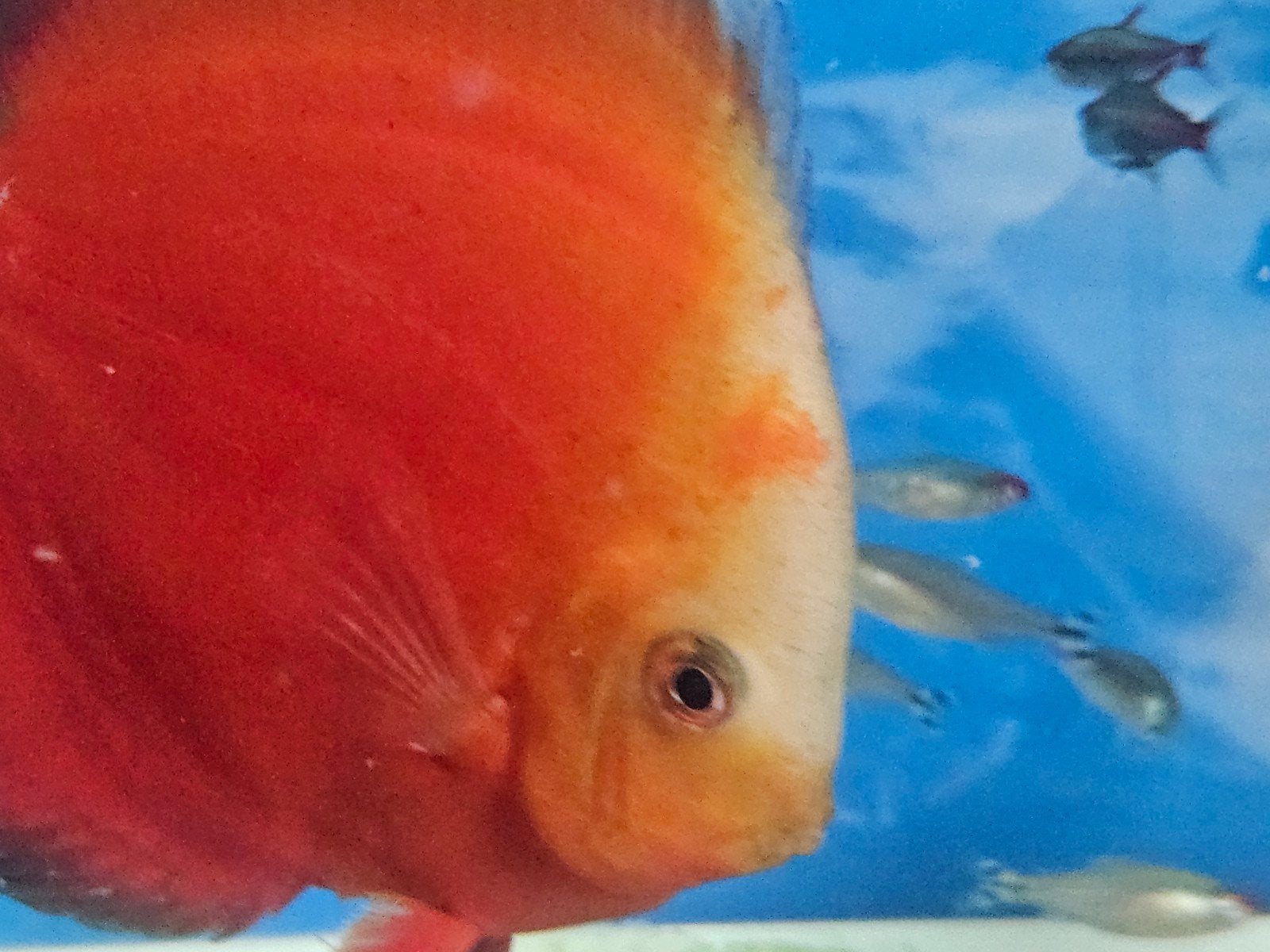 7 Aziatische discussen 6 L nummers en heel veel bijvissen, Animaux & Accessoires, Poissons | Poissons d'aquarium