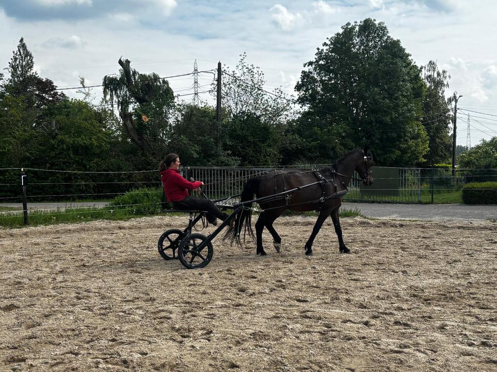 Hackney, Dieren en Toebehoren, Paarden, Ruin, B, Minder dan 160 cm, 11 jaar of ouder, Recreatiepaard, Met stamboom
