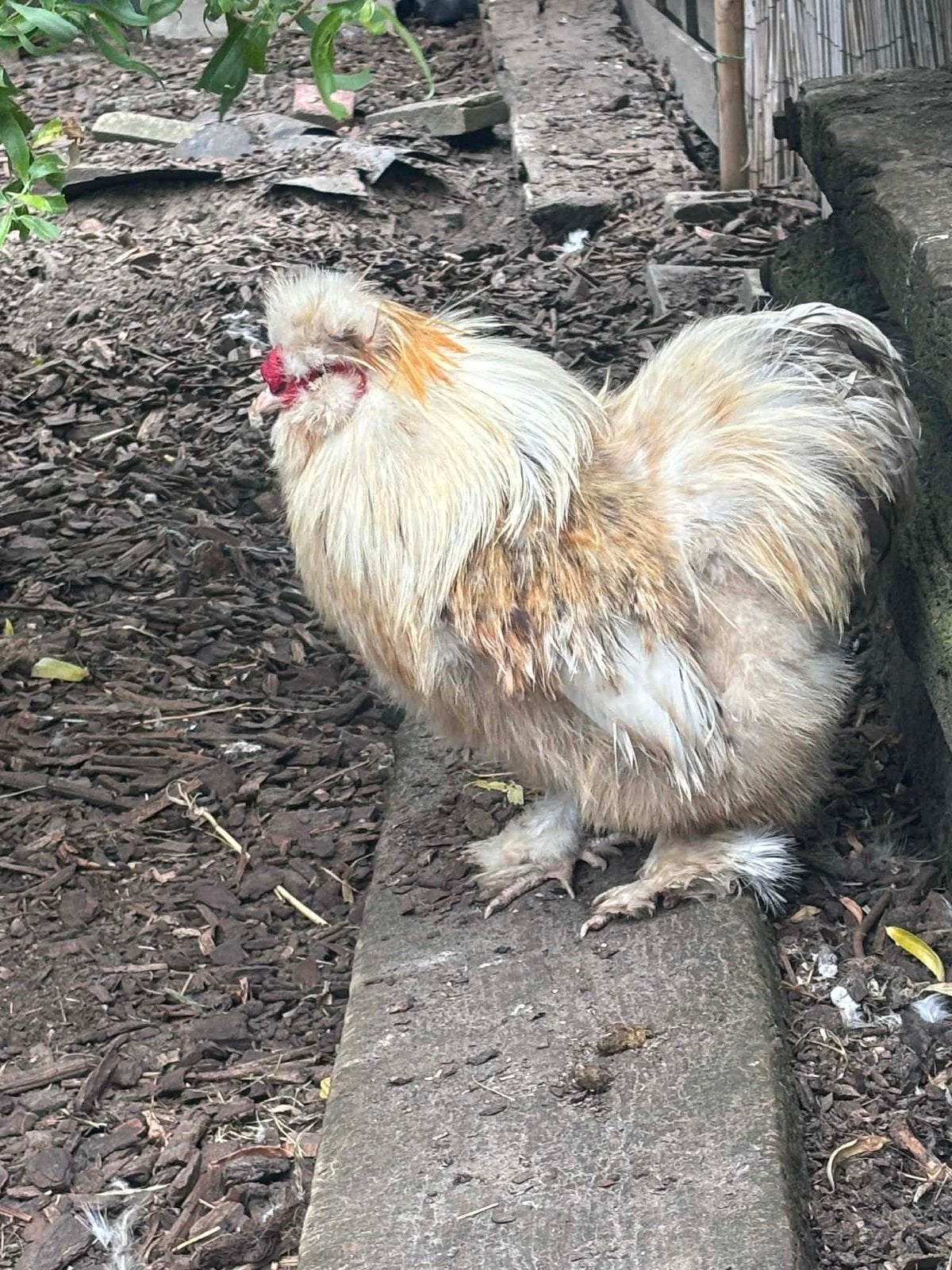Heel mooie hanen GRATIS, Dieren en Toebehoren, Pluimvee