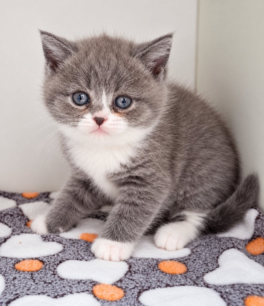 c, Plusieurs animaux, Avec pedigree, 0 à 2 ans