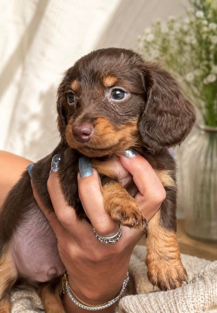 Magnifique portée de petits teckels nains à poils longs, Animaux & Accessoires, Chiens | Teckels & Bassets, Poils longs, Plusieurs