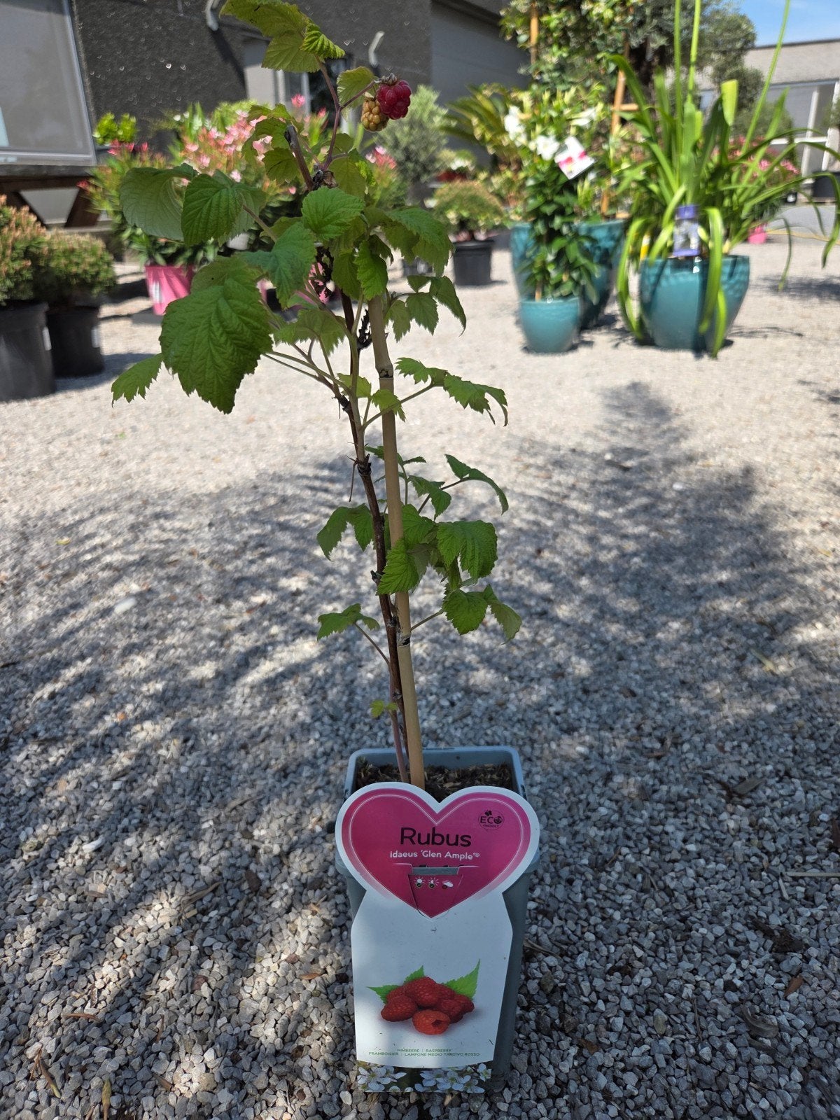 Framboos planten, Tuin en Terras, Planten | Fruitbomen, Zomer, Ophalen