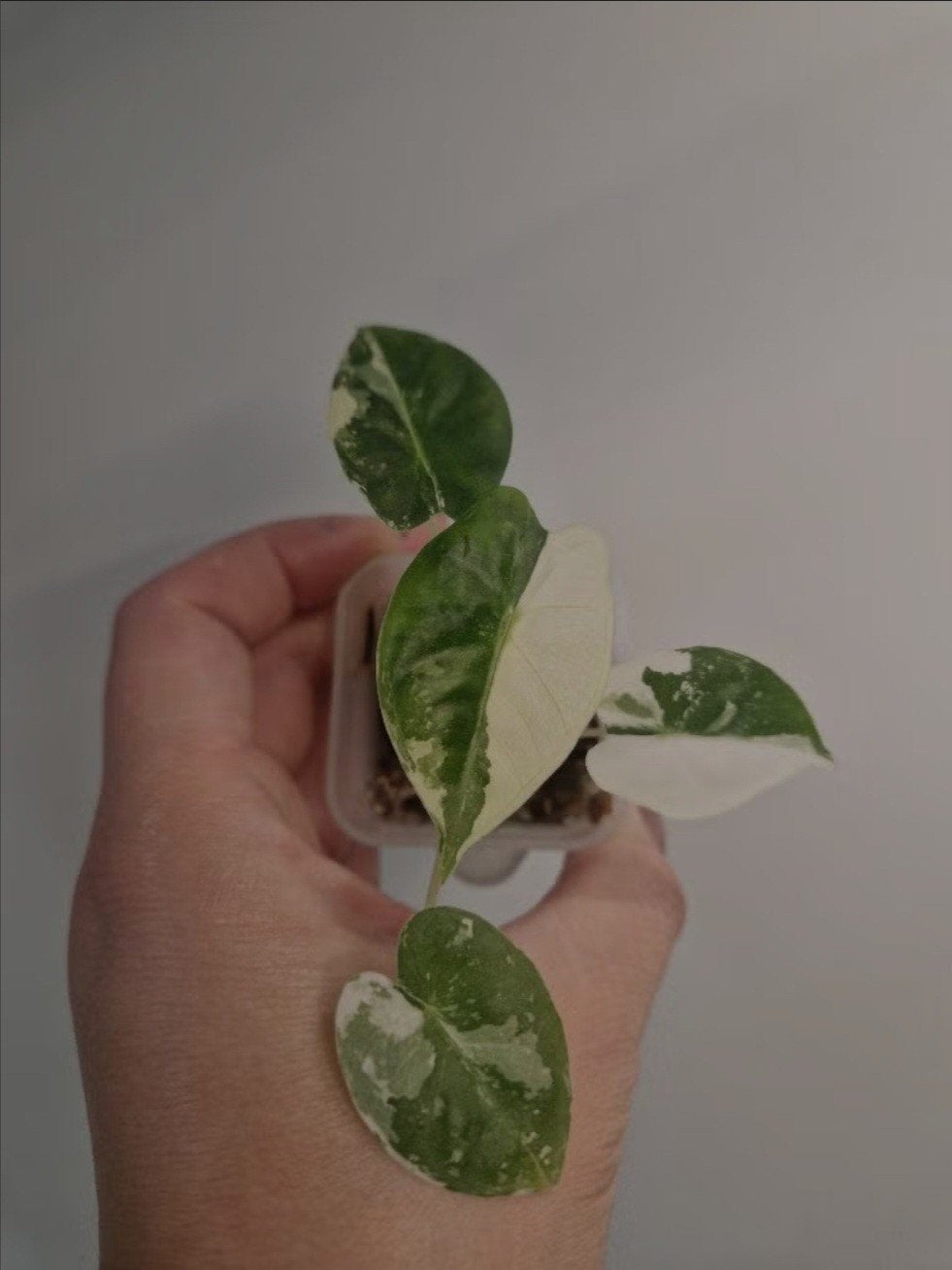 Prachtige Alocasia Frydek Albo baby, Ophalen, Overige soorten, Halfschaduw, Minder dan 100 cm