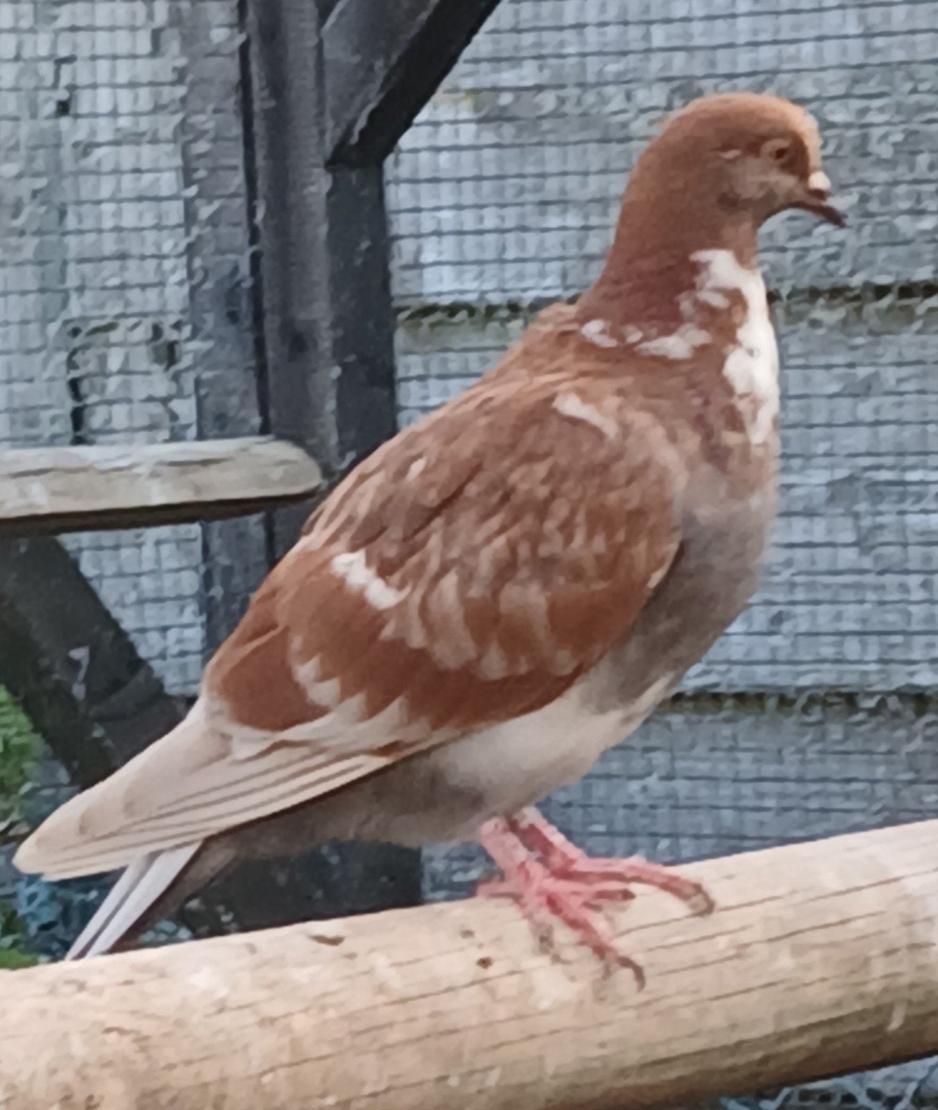 sierduifje, Geslacht onbekend