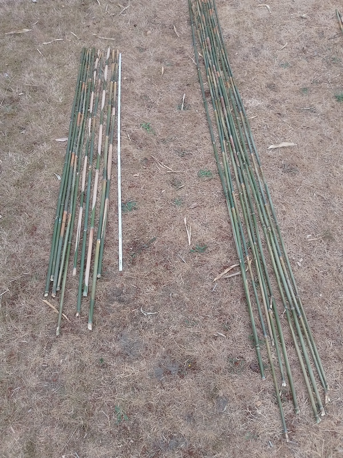 bamboo stokken 2m en 3m, Ophalen, Nieuw, Overige typen