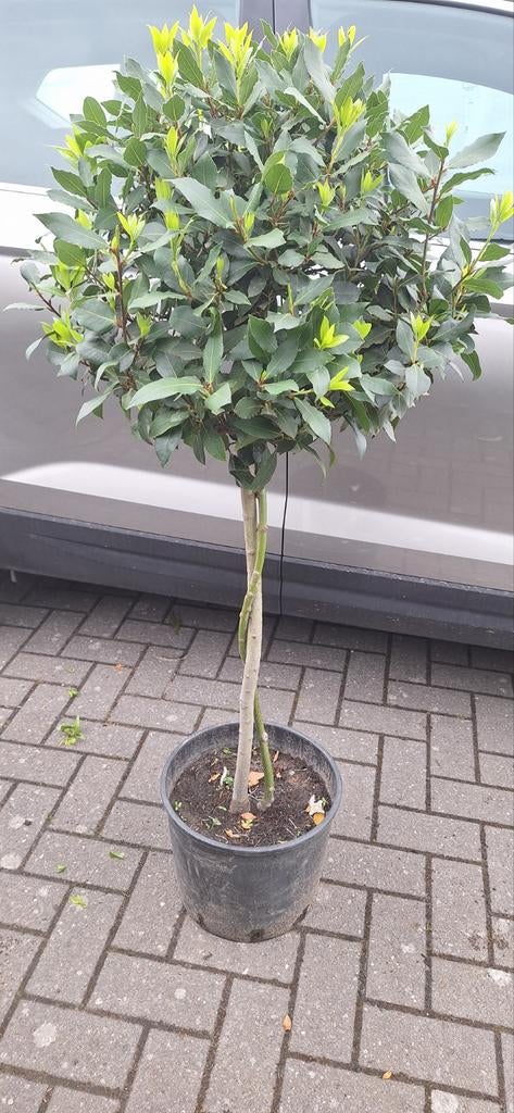 Laurus nobilis , echte Laurier, gevlochten stam, p30, Ophalen