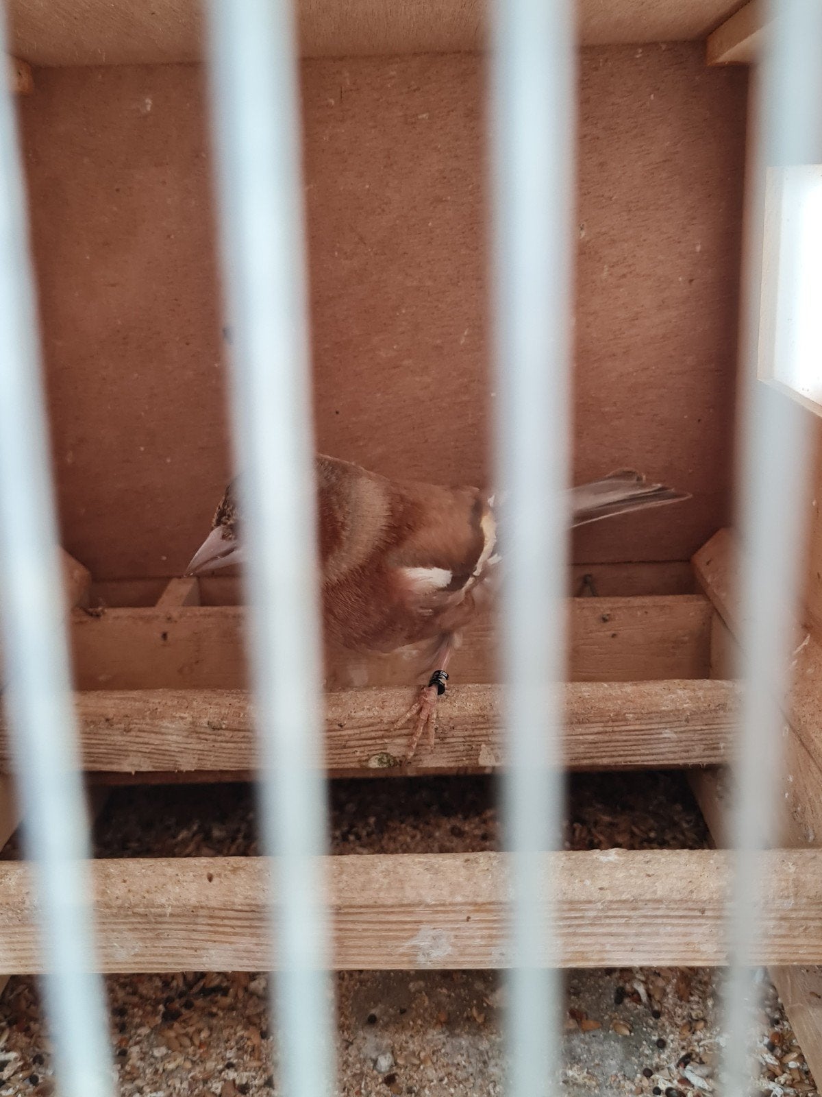 Botvink, Animaux & Accessoires, Oiseaux | Oiseaux Autre