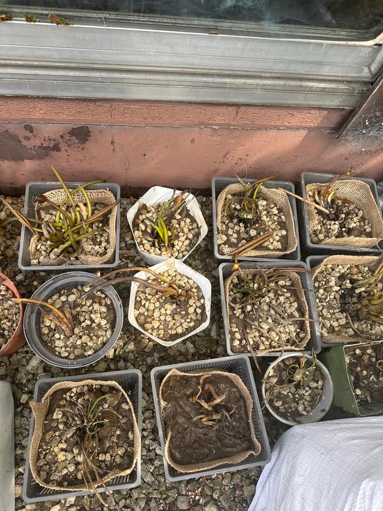 Waterlelies te koop, Tuin en Terras, Brandhout, Ophalen