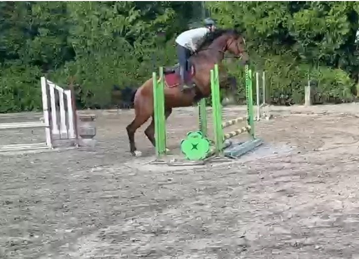 Springpaard te koop licht bruin, Dieren en Toebehoren, Springpaard, Ruin, Zadelmak, 7 tot 10 jaar
