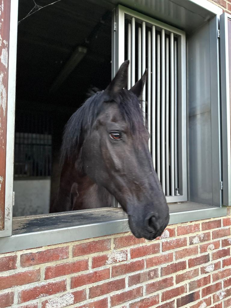 Halve stal Wieze, Dieren en Toebehoren, Paarden, Merrie, B, 160 tot 165 cm, 11 jaar of ouder, Recreatiepaard