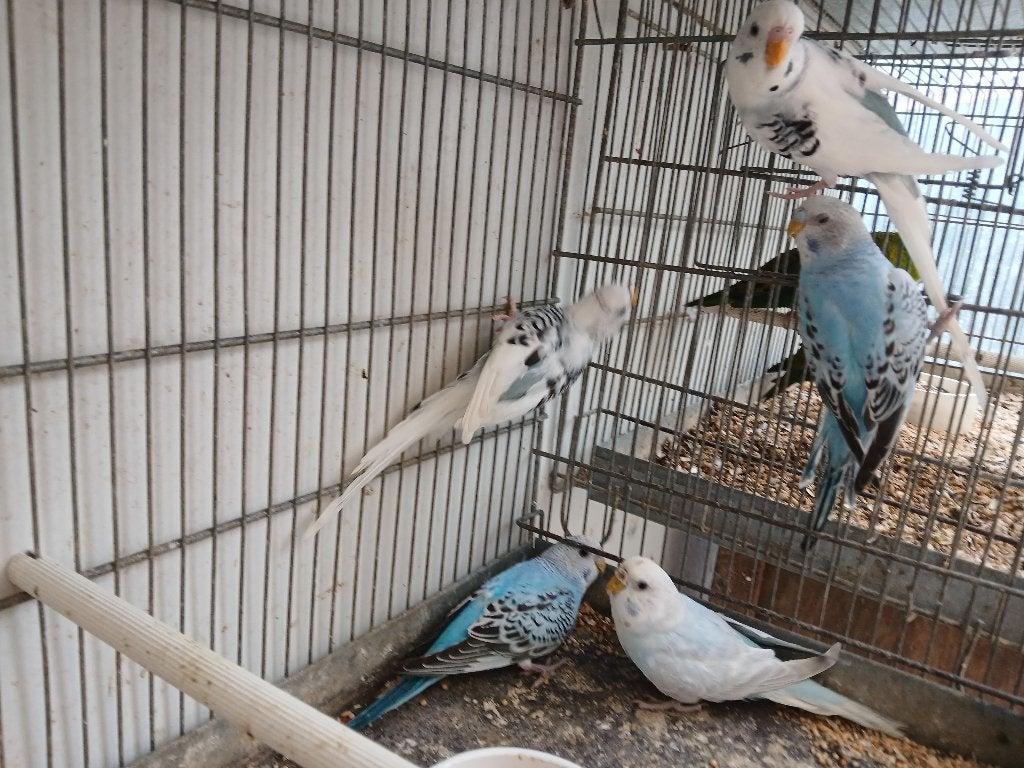 Kweekrijpe grasparkieten, Dieren en Toebehoren, Vogels | Parkieten en Papegaaien, Meerdere dieren, Parkiet