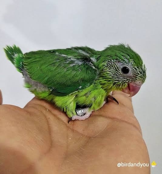 Recherche, Animaux & Accessoires, Oiseaux | Perruches & Perroquets, Perruche