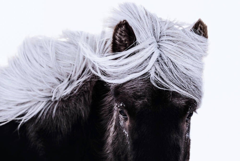 Weide aangeboden  Gellik/Zutendaal, Animaux & Accessoires, Pâturage, 1 cheval ou poney