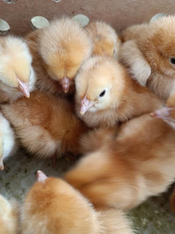 dag kuikens beste traditionele leggers uitkomst 27 oktober, Dieren en Toebehoren, Pluimvee, Vrouwelijk, Kip