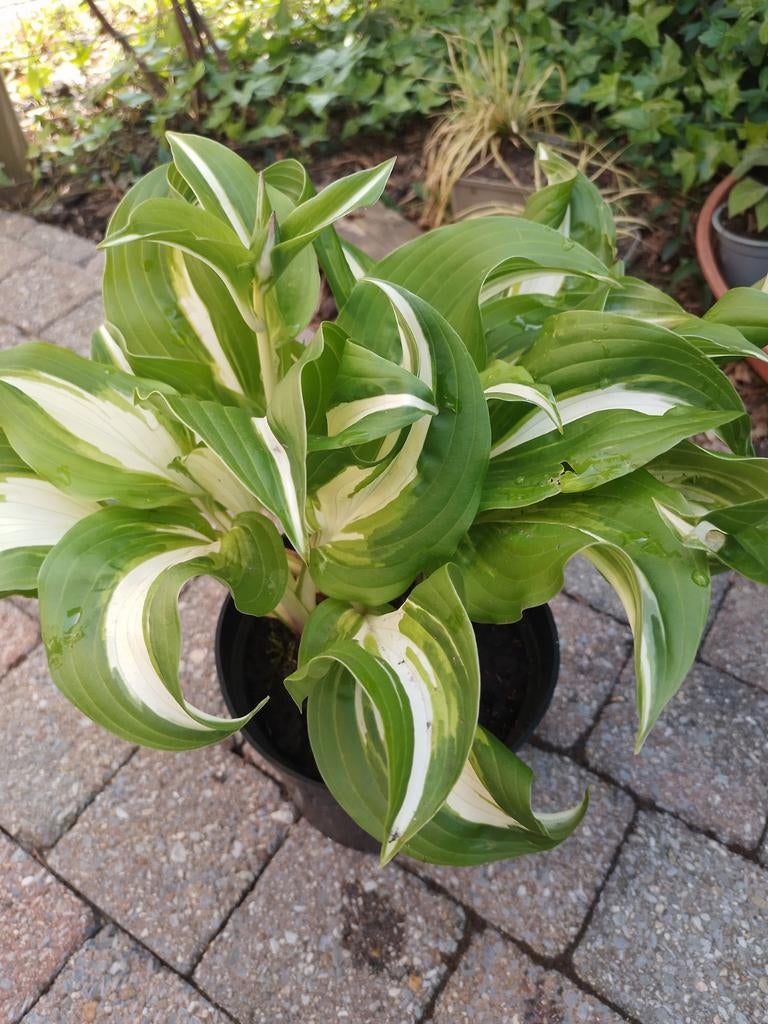 Hosta, Tuin en Terras, Vaste plant, Halfschaduw, Zomer, Ophalen