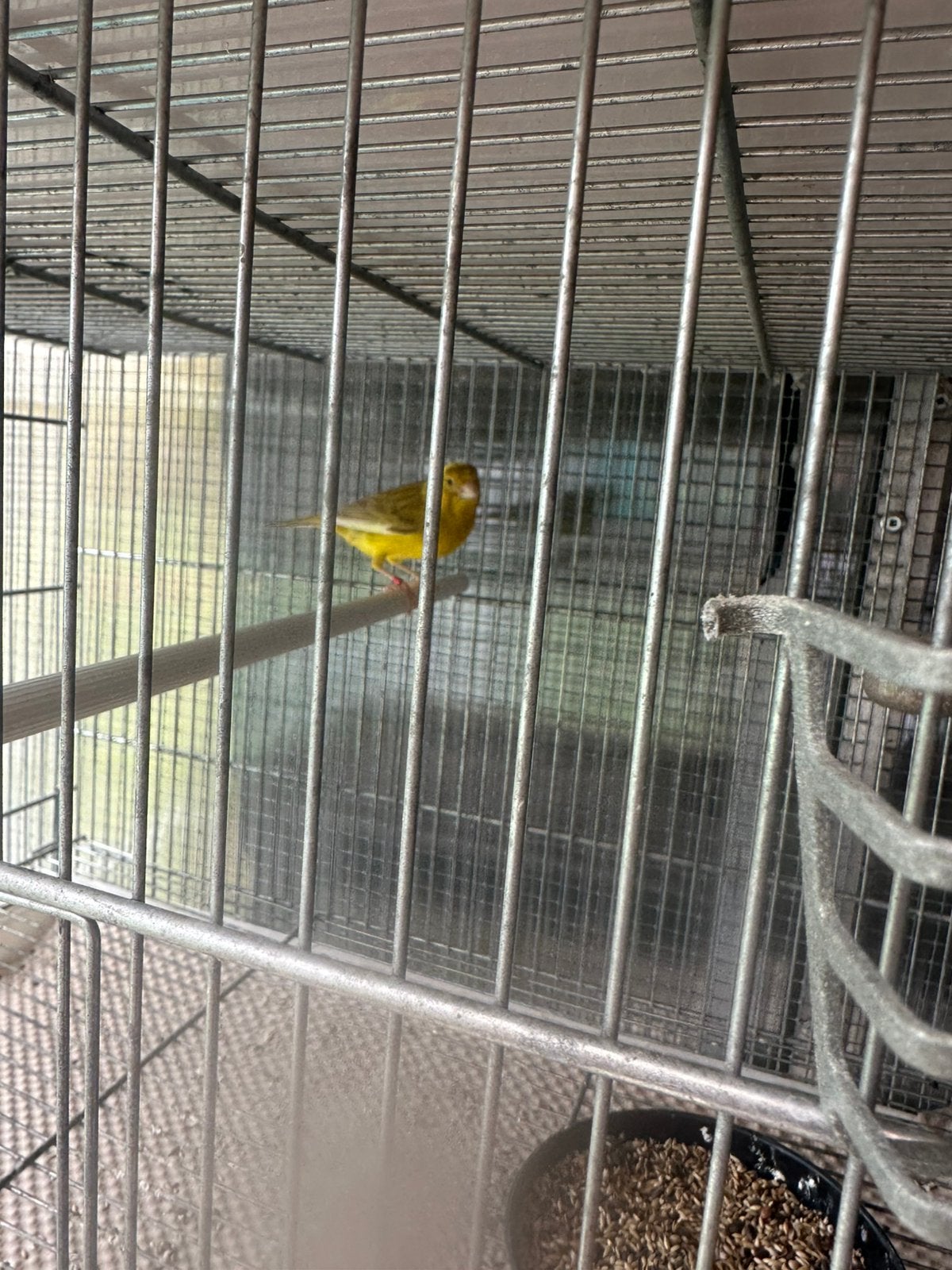 Canaris, Femelle