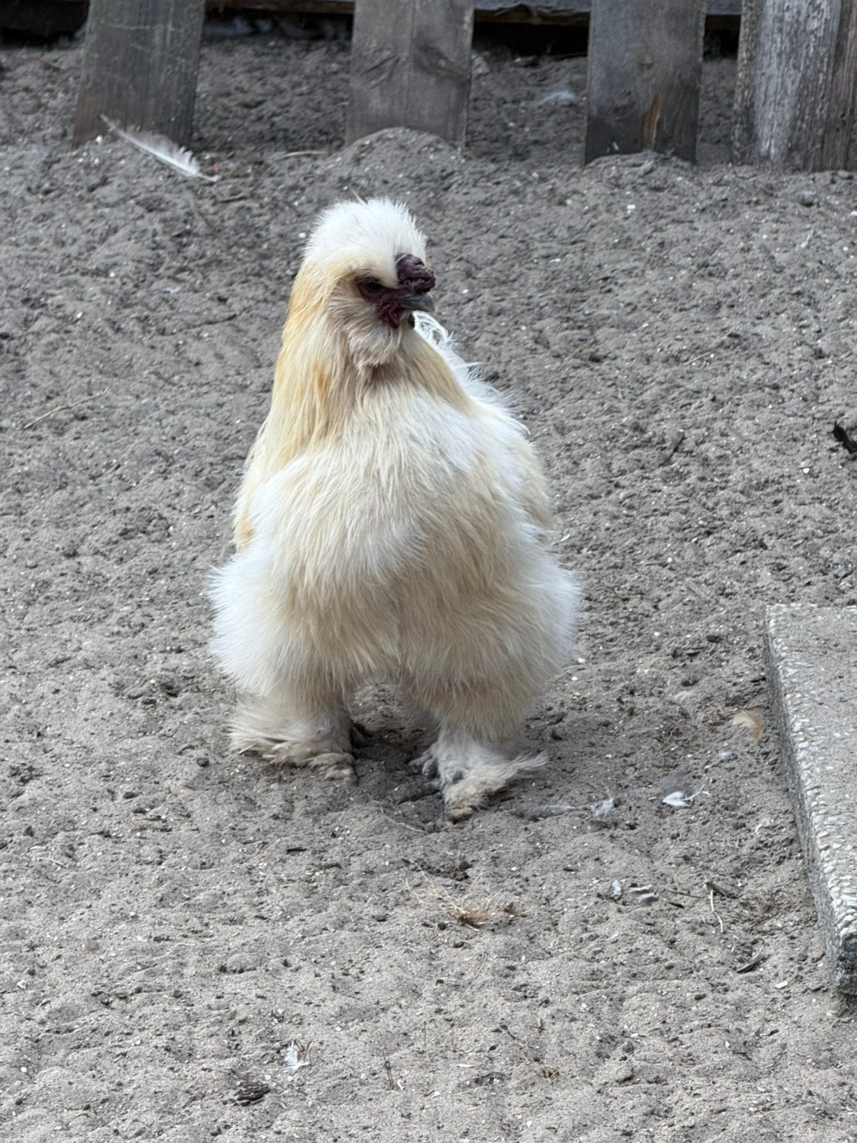 Diverse hanen, Dieren en Toebehoren, Pluimvee, Mannelijk, Kip