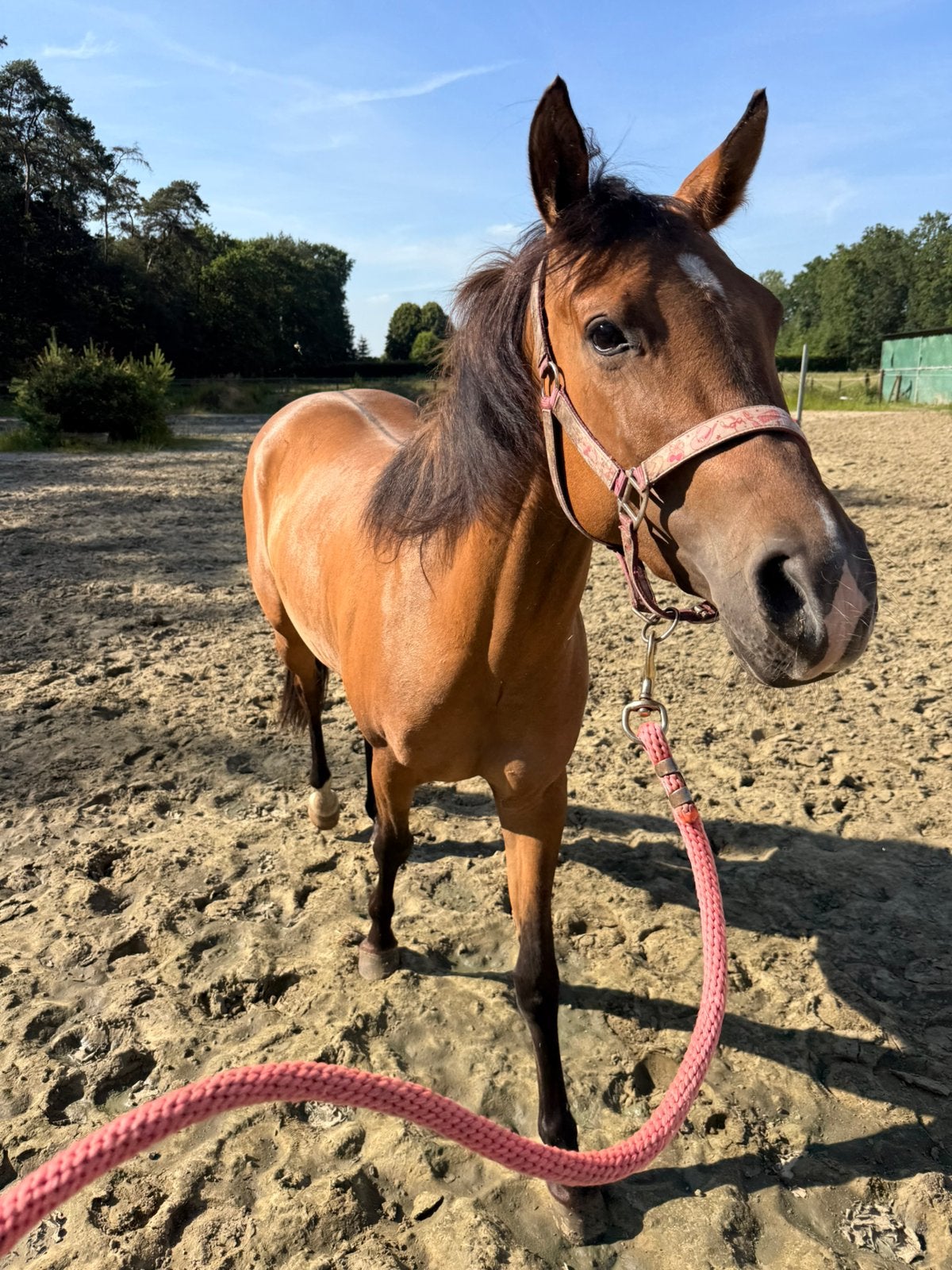3 jarige APHA merrie buckskin, Moins de 160 cm, Cheval western, Avec pedigree, Ne s'applique pas
