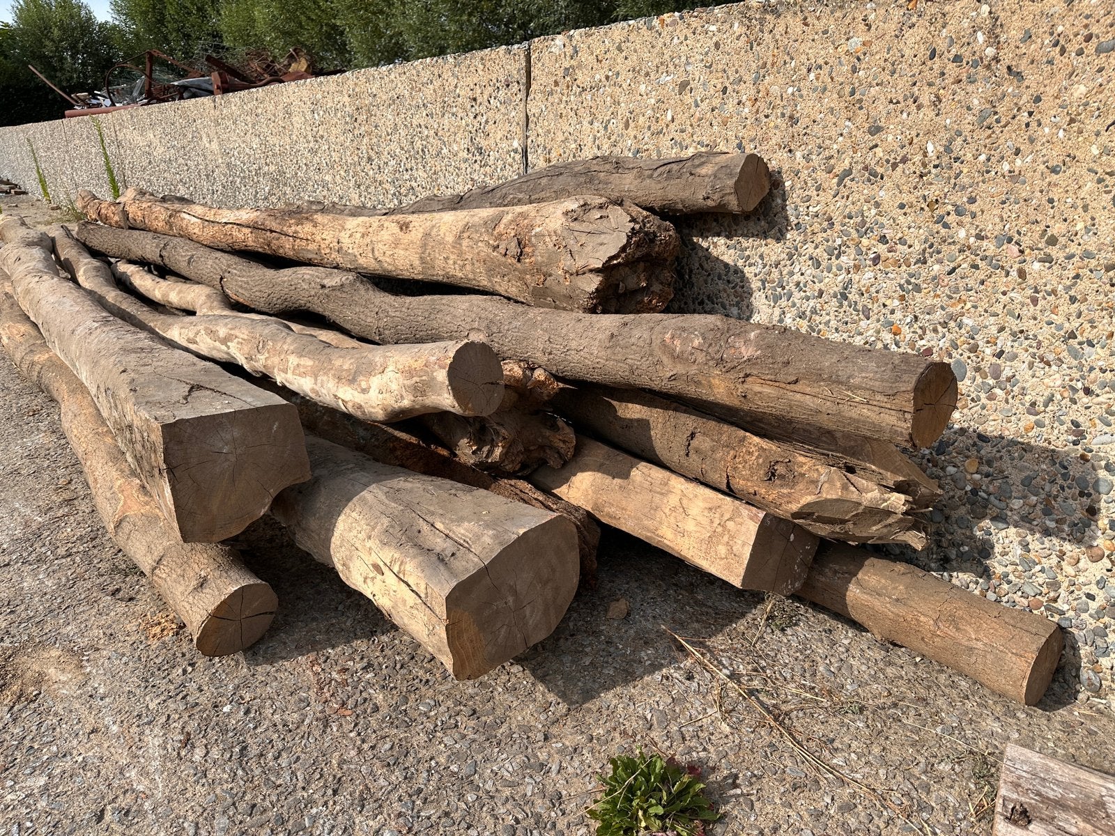 Troncs de chêne à vendre, Bricolage & Construction, Bois & Planches, Poutre, Chêne, 300 cm ou plus, 50 mm ou plus, Enlèvement