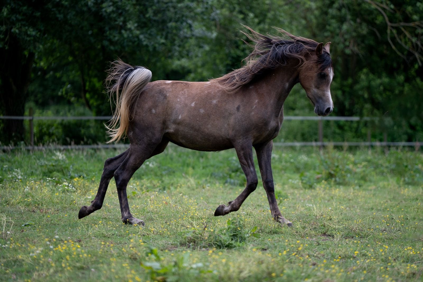 2 jarige merrie, Merrie