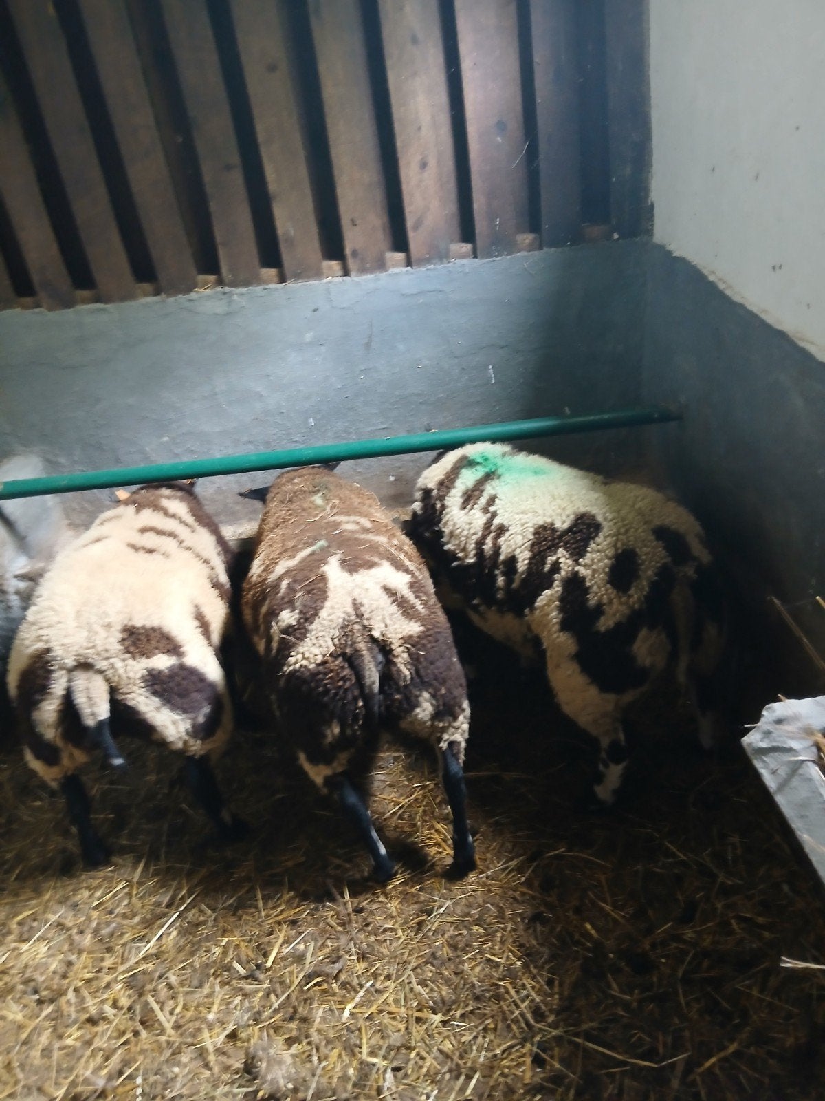Bagger bonte ooi lammeren, Dieren en Toebehoren, Schapen, Geiten en Varkens